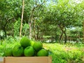 Aspiration for sustainable agriculture