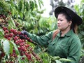 Exportaciones de café de Vietnam a España aumentan 136 % en valor