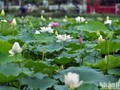 Temporada de la floración de loto en Hanói