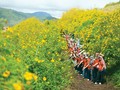 Prächtige Saison von mexikanischen Sonnenblumen in den Bergen
