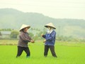 Los agricultores felices de Binh Khe