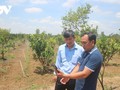 Promueven la transformación digital en la agricultura en Soc Trang 