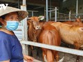 О г-же Хоанг Тхи Хынг, преуспевающей в бизнесе по разведению коров