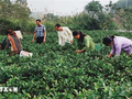 Yên Bai mise sur ses villages dits «de métier et d’artisanat»