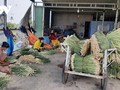 Cây sả trên đất cù lao giúp nông dân thoát nghèo