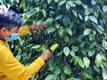 Trồng hồ tiêu theo hướng bền vững, nông dân Gia Lai thu trái ngọt