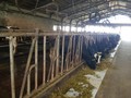 Trang trại bò sữa Tân Tài Lộc ở xã Đại Tâm, tỉnh Sóc Trăng