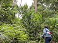Người dân xã Lăng, tỉnh Quảng Nam thoát nghèo nhờ trồng cây ba kích