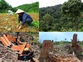 Việt Nam chủ động thực thi “Quy định ngăn chặn phá rừng” của liên minh Châu Âu