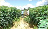 Laos Mengembangkan Pertanian untuk Menggantikan Barang Impor