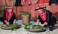 Kejuruan Pembuatan Obat Tradisional dari Warga Etnis Dao Merah di Provinsi Cao Bang