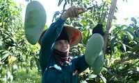 Provinsi Son La memperkuat ekspor hasil pertanian