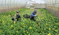 Vietnam Ekspor Hortikultura Senilai Lebih dari 944 Juta USD pada Triwulan I 2021