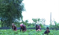 Herbal Ciptakan “Taman Sejahtera” di Dataran Tinggi Lai Chau
