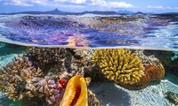 Konferensi Samudra PBB 2022 Dorong Konservasi Samudra-Samudra