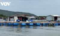 Harga Ikan Naik, Pembudidaya Ikan dalam Keramba di Provinsi Ba Ria-Vung Tau Gembira