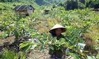 Menganggap Warga sebagai Sentral – Kunci Sukses dalam Program Pengentasan Kemiskinan Nasional Vietnam
