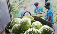 Ekspor Buah Durian Vietnam  Capai Rekor