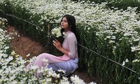 Young people flock to witness ox-eye daisy gardens in Hanoi