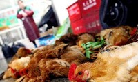 China confirman otros dos casos de infectados de H7N9