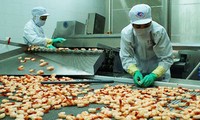 Rechazan aranceles antidumping impuestos a camarones vietnamitas en Estados Unidos