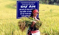 Vietnam por renovar zonas rurales con reestructuración agrícola