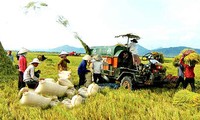 Refuerza Vietnam Programa nacional de construcción de campo del nuevo tipo