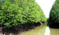 Un modelo de gestión de manglares litorales ayuda a recuperar el escudo frente al desastre natural