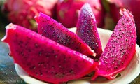 La provincia de Binh Thuan busca exportar pitaya de alta calidad al mercado mundial