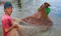 Vietnam busca desarrollar la industria del camarón con avances tecnológicos