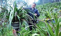 Compatriotas de Ta Phin salen de la pobreza gracias al cultivo de orquídea Cymbidium