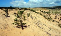 Llama ONU a observar Día Mundial contra la Desertificación y la Sequía