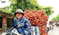 Vietnam por aumentar la exportación sostenible de frutas al mercado global