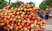 Sebanyak 2 ton buah leci Vietnam laris dijual di Jepang hanya dalam sehari