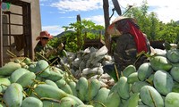 Cuarenta toneladas de mango vietnamita se exportarán a Estados Unidos