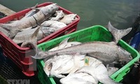 Especialistas advierten sobre la disminución de la reserva de peces en el Mar del Este