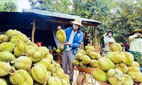 La posible apertura del mercado chino trae oportunidades a cultivadores de durián en Dak Lak 