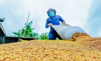 Vietnam totalmente proactivo para garantizar la seguridad alimentaria