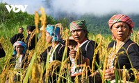 Ma Ma Me, la peculiar fiesta de arroz del pueblo Kho Mu 