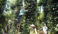El valor de exportación de la pimienta vietnamita ante la oportunidad de regresar a mil millones de dólares