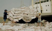 Egipto aumenta su importación de arroz vietnamita 