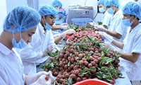 Acercar los productos agrícolas de Vietnam a mercados exigentes 