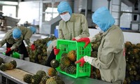 EVFTA - Oportunidad para mejorar la gestión empresarial y aumentar las exportaciones agrícolas de Vietnam