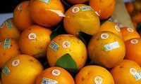 Naranja, producto estratégico de la provincia norteña de Hung Yen