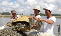 Delta del Mekong por aumentar exportaciones de camarones 