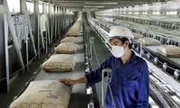 Industria de cemento vietnamita registra valor récord de exportaciones en 2019
