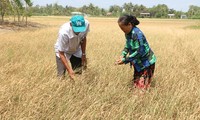 Destinan 22,7 millones de dólares a las provincias vietnamitas afectadas por la sequía