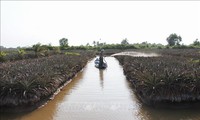 En disminución la salinización en el Delta del Mekong