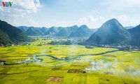 Los campos de arroz de Bac Son se vuelven amarillos en temporada de cosecha