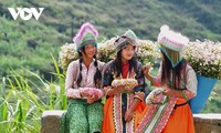 Ha Giang en temporada de flores de alforfón 
